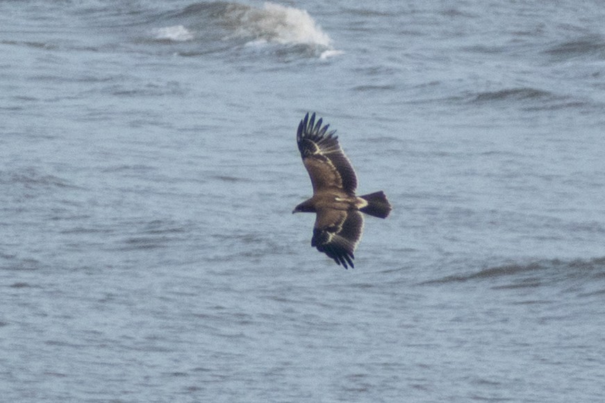 Indian Spotted Eagle - ML644399065