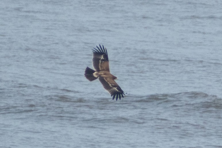 Indian Spotted Eagle - ML644399066