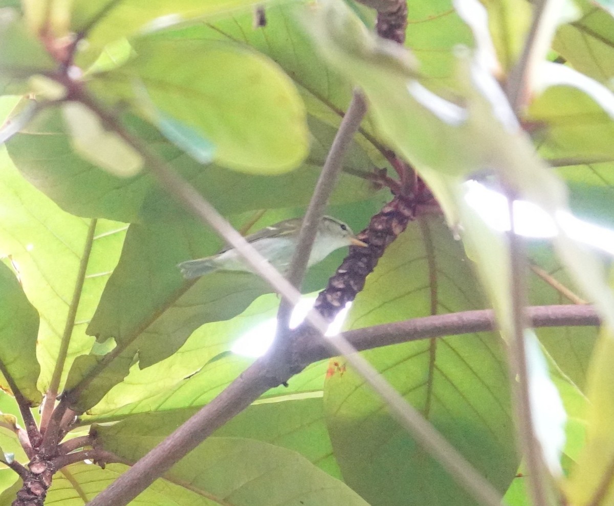 Claudia's Leaf Warbler - ML644399074