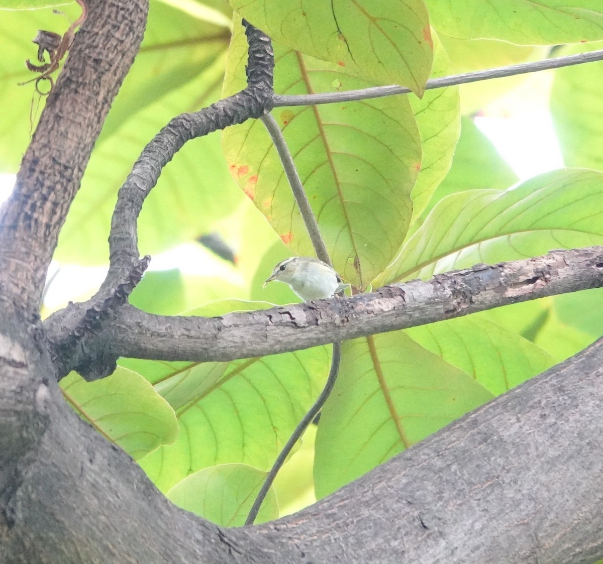 Claudia's Leaf Warbler - ML644399075