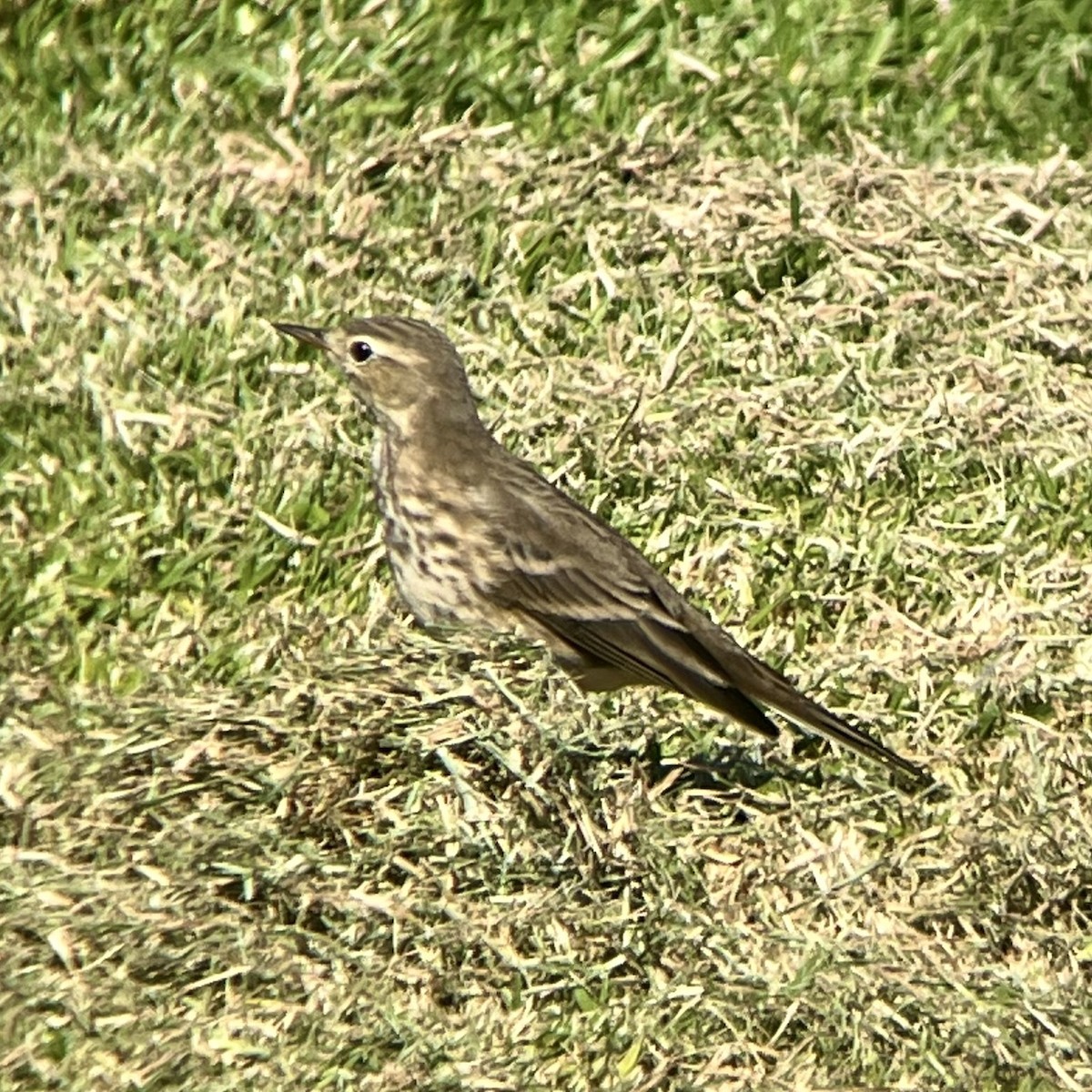 American Pipit - ML644399077