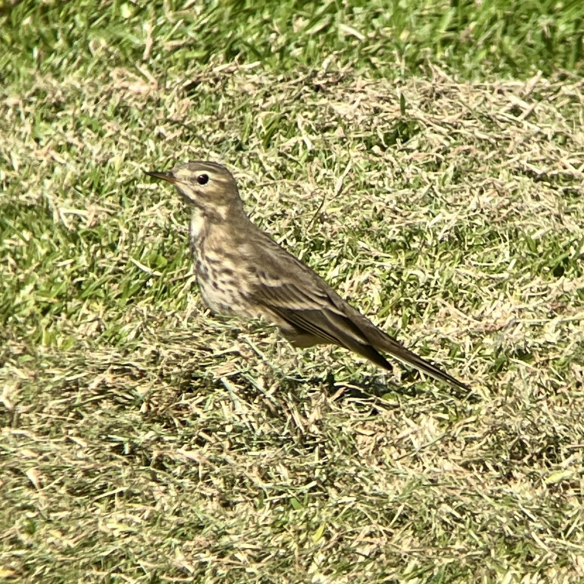 American Pipit - ML644399078