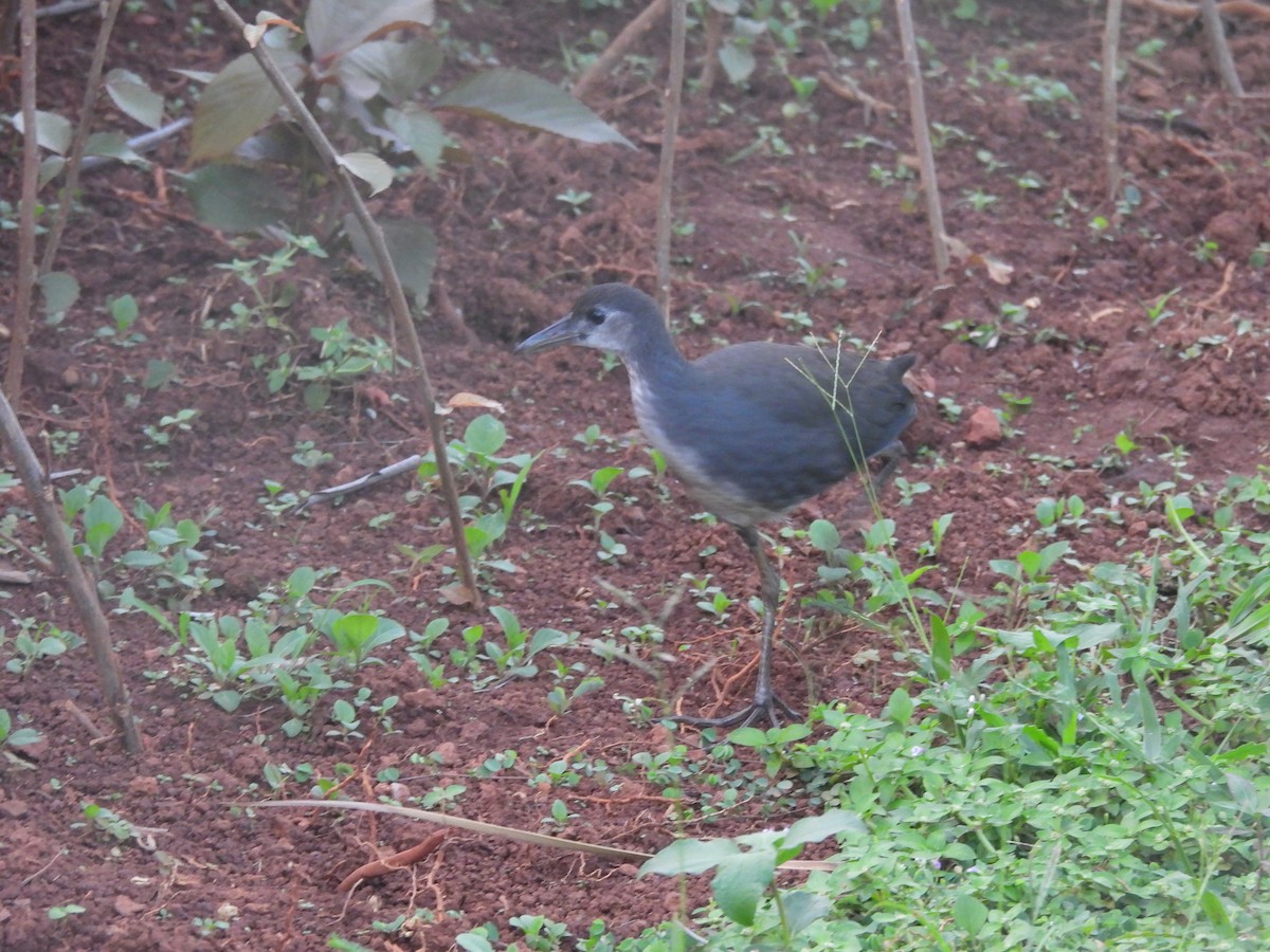 White-breasted Waterhen - ML644399080