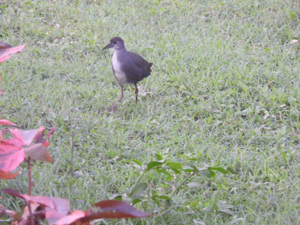 White-breasted Waterhen - ML644399081