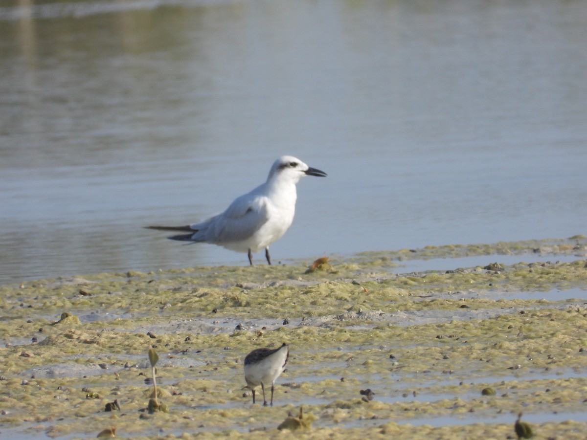 Lachseeschwalbe - ML644399102