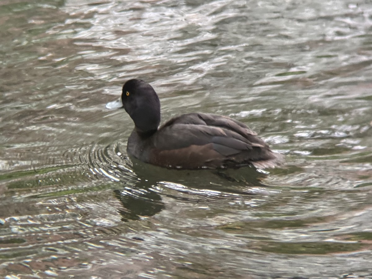 New Zealand Scaup - ML644399103