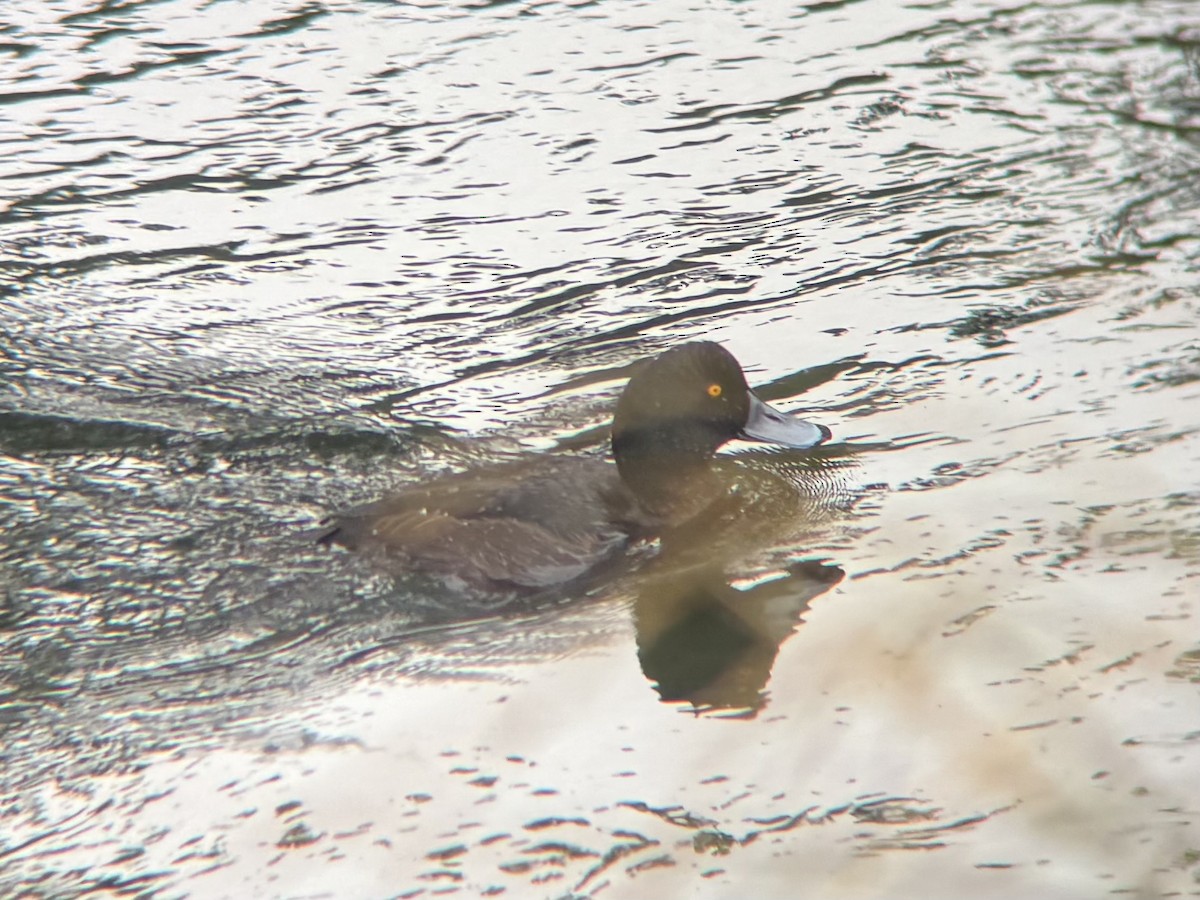 New Zealand Scaup - ML644399104