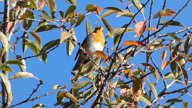 červenka obecná - ML644399109