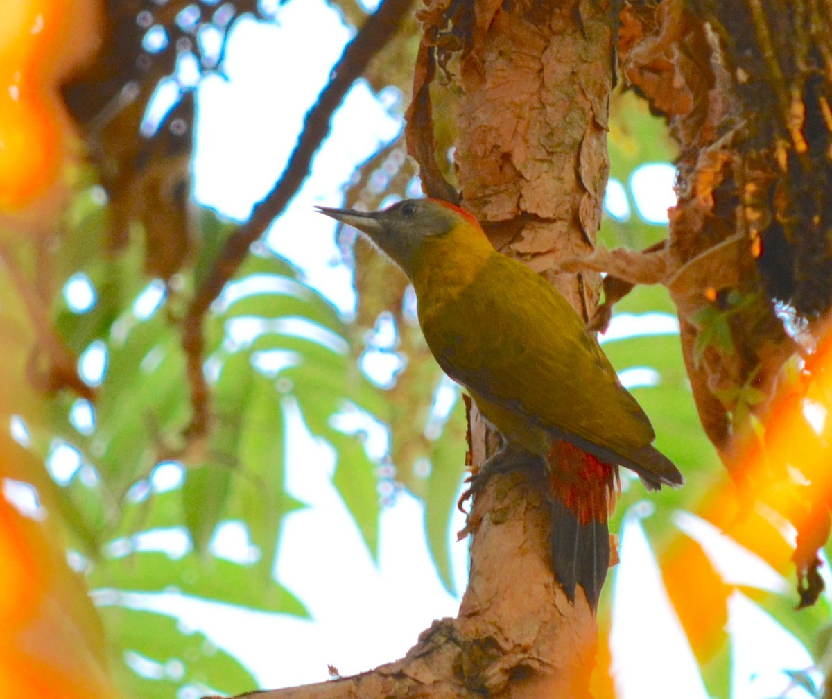 Olive Woodpecker - ML64439911