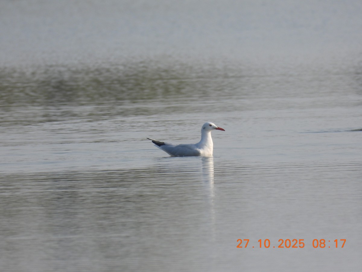 Slender-billed Gull - ML644399110