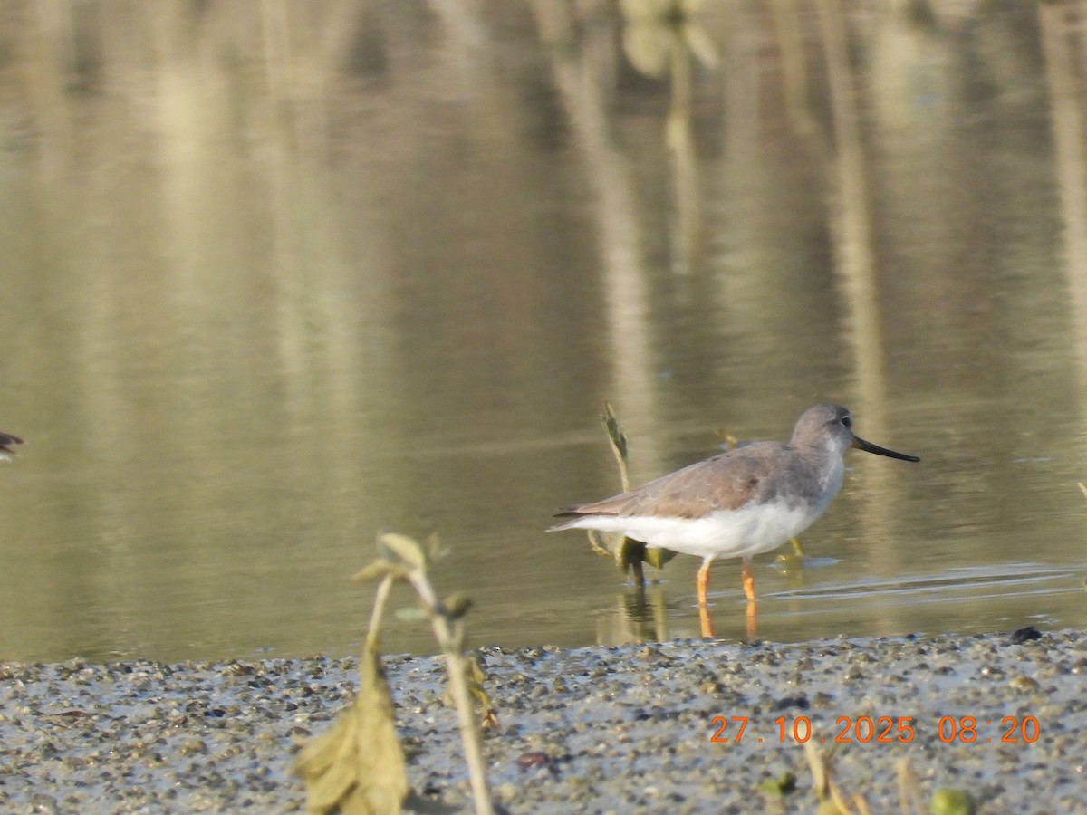 tereksnipe - ML644399113