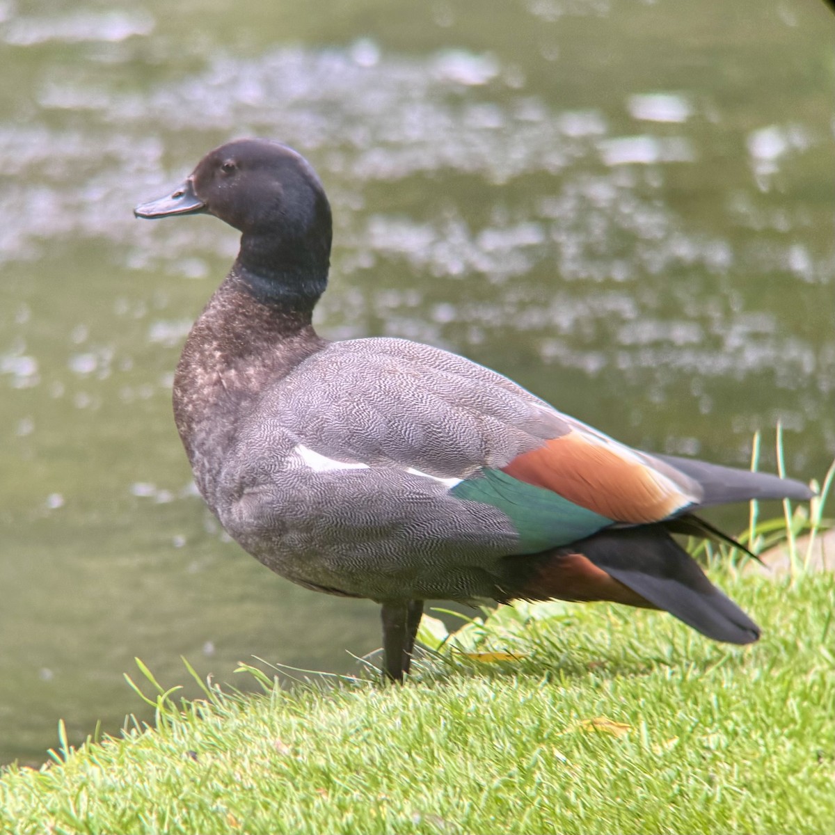 Paradiesgans - ML644399128