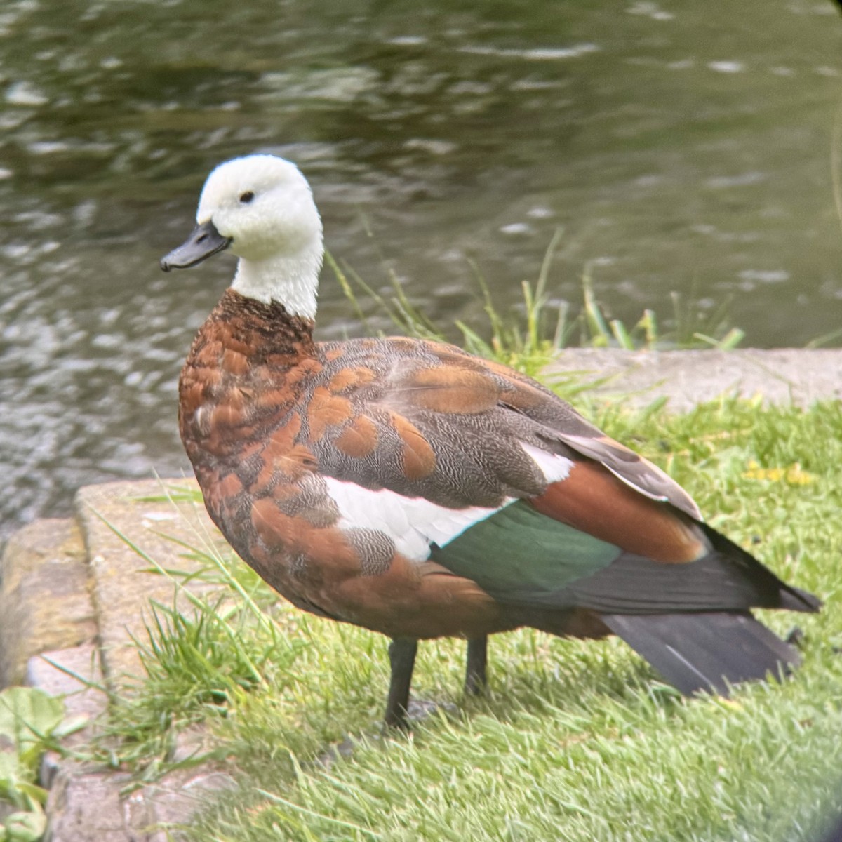 Paradiesgans - ML644399129