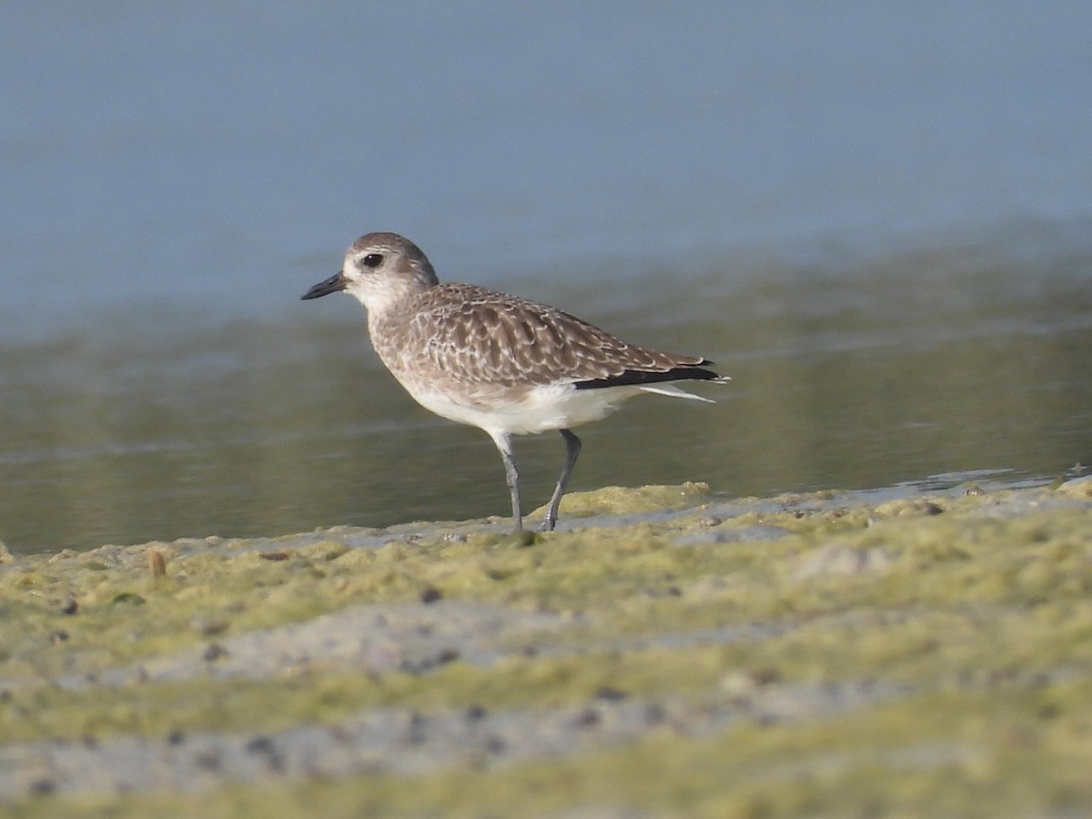 Pivieressa - ML644399146