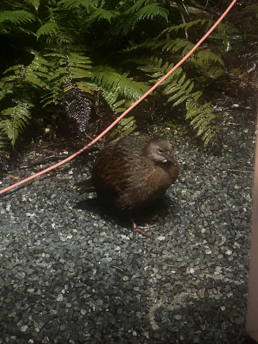 Уэка - ML644399162