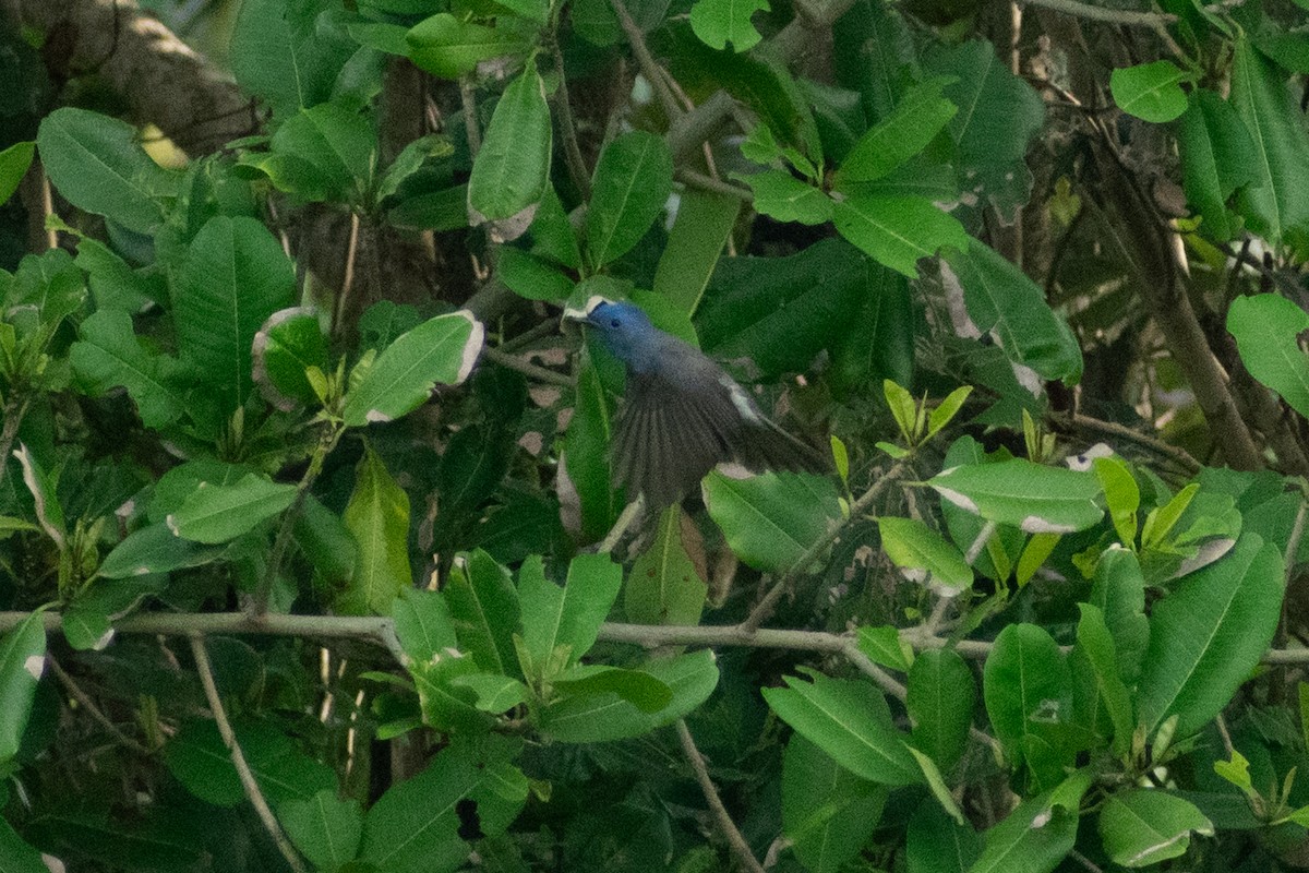 Black-naped Monarch - ML644399167