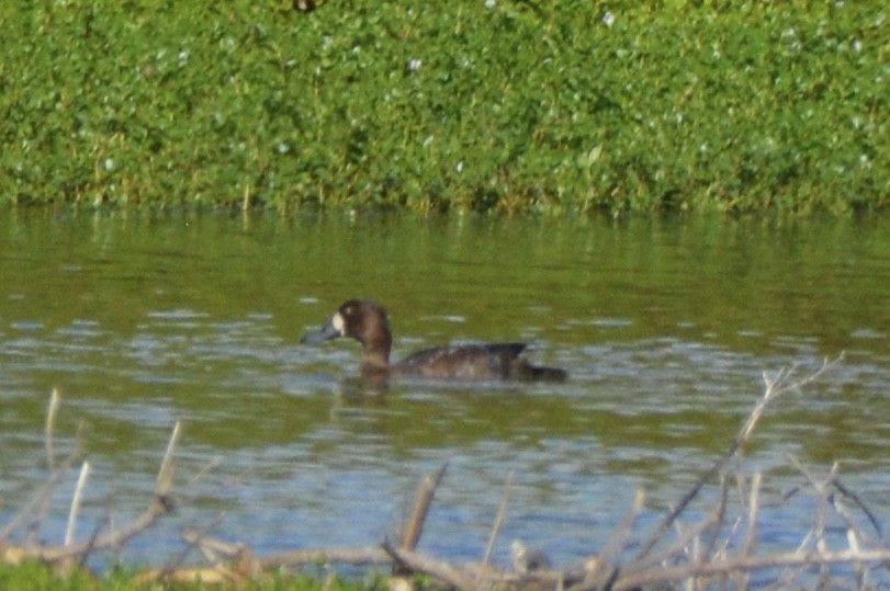 Greater Scaup - ML644399169