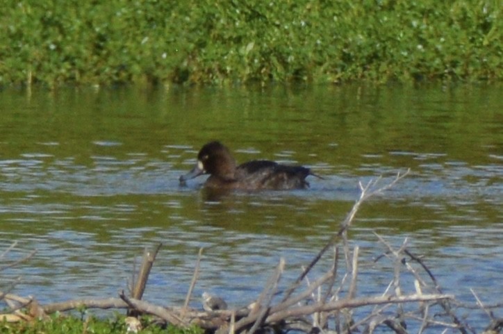Greater Scaup - ML644399170