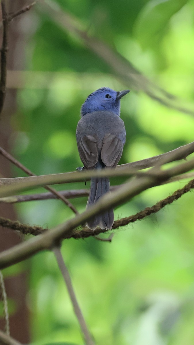 Black-naped Monarch - ML644399176