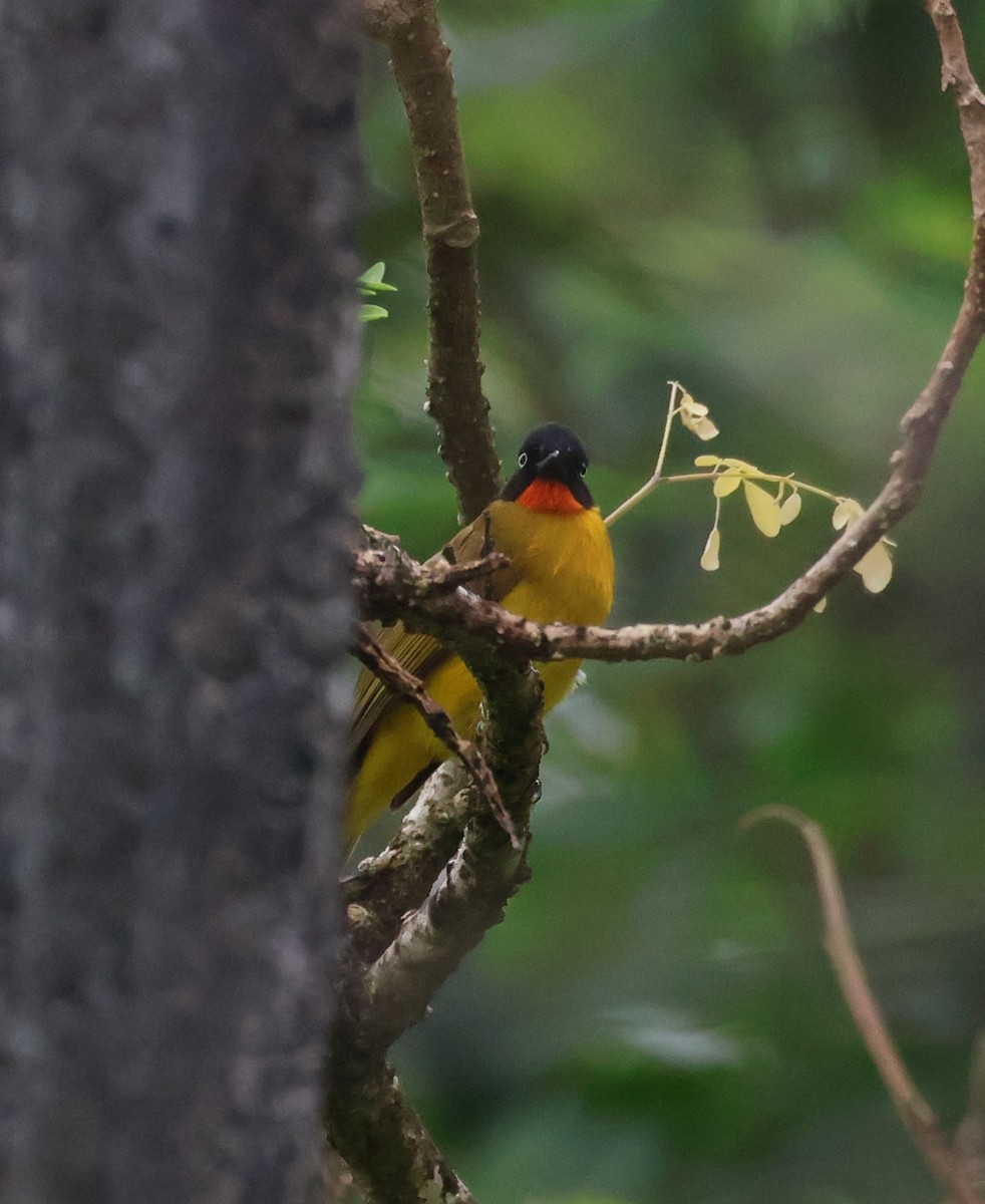 Flame-throated Bulbul - ML644399177