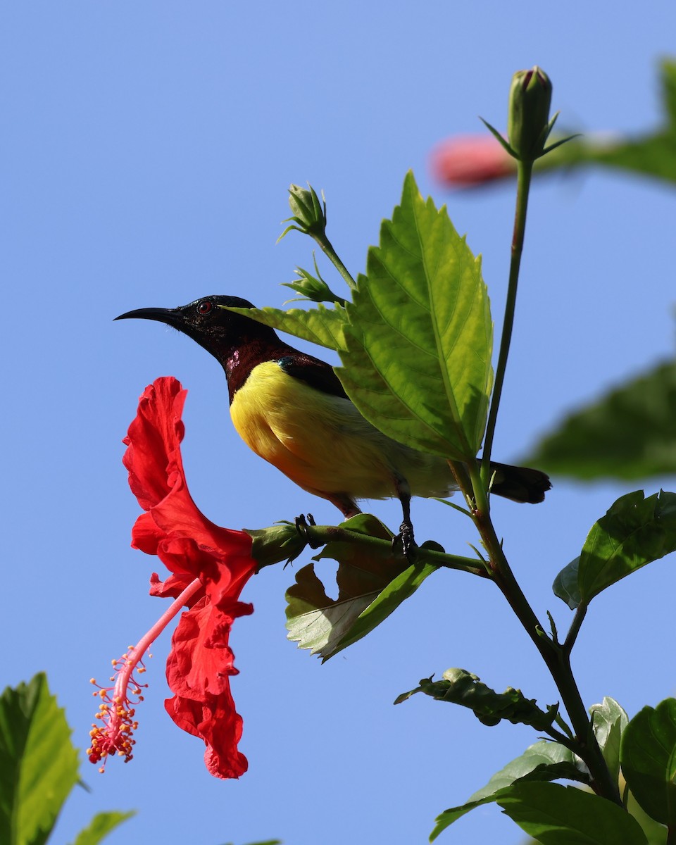 Loten's Sunbird - ML644399183