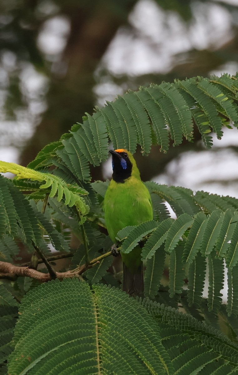 Golden-fronted Leafbird - ML644399184