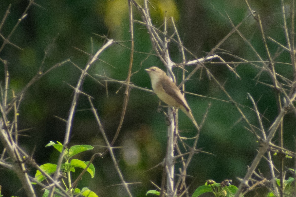 tartarsanger - ML644399190