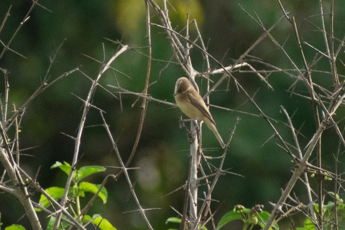 tartarsanger - ML644399191