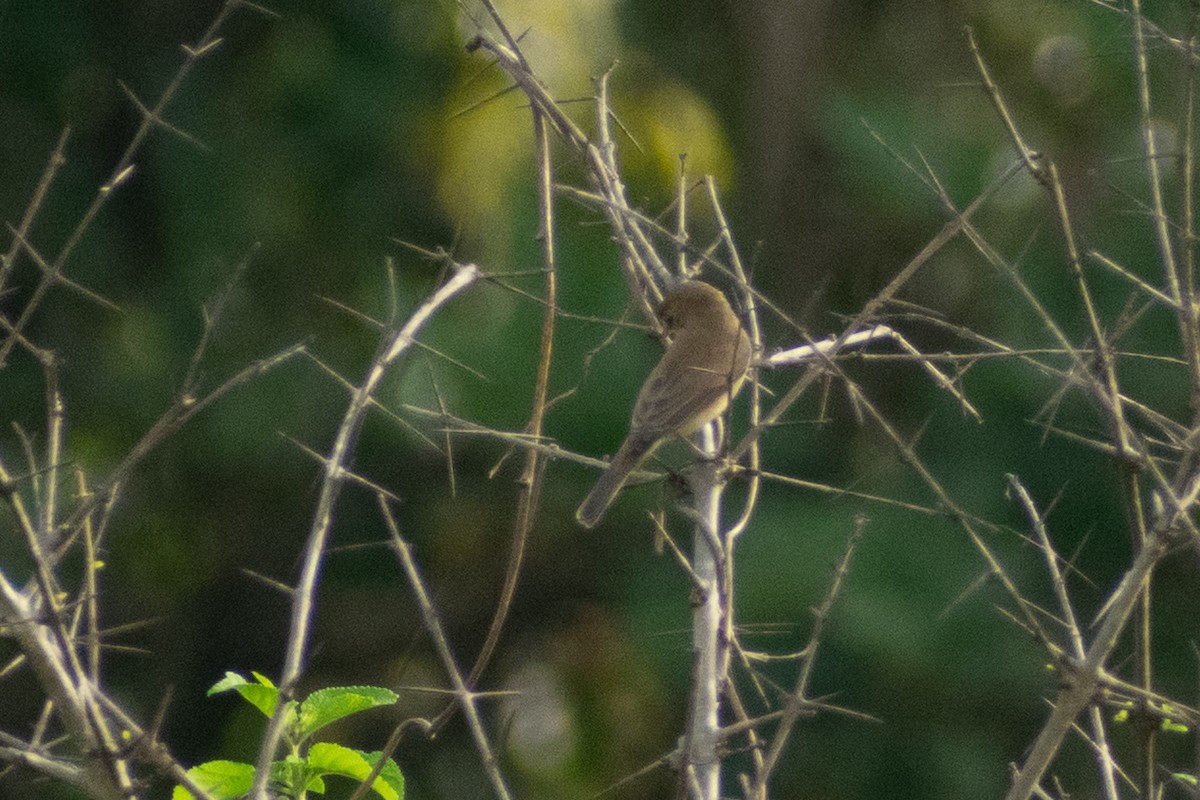 tartarsanger - ML644399192