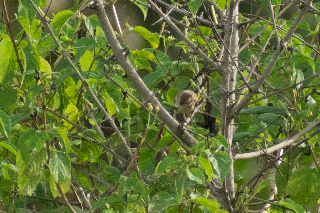 tartarsanger - ML644399193