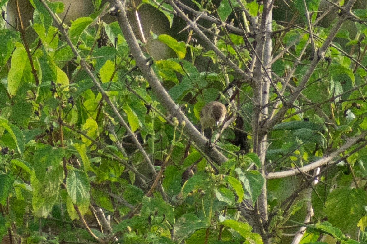 tartarsanger - ML644399194