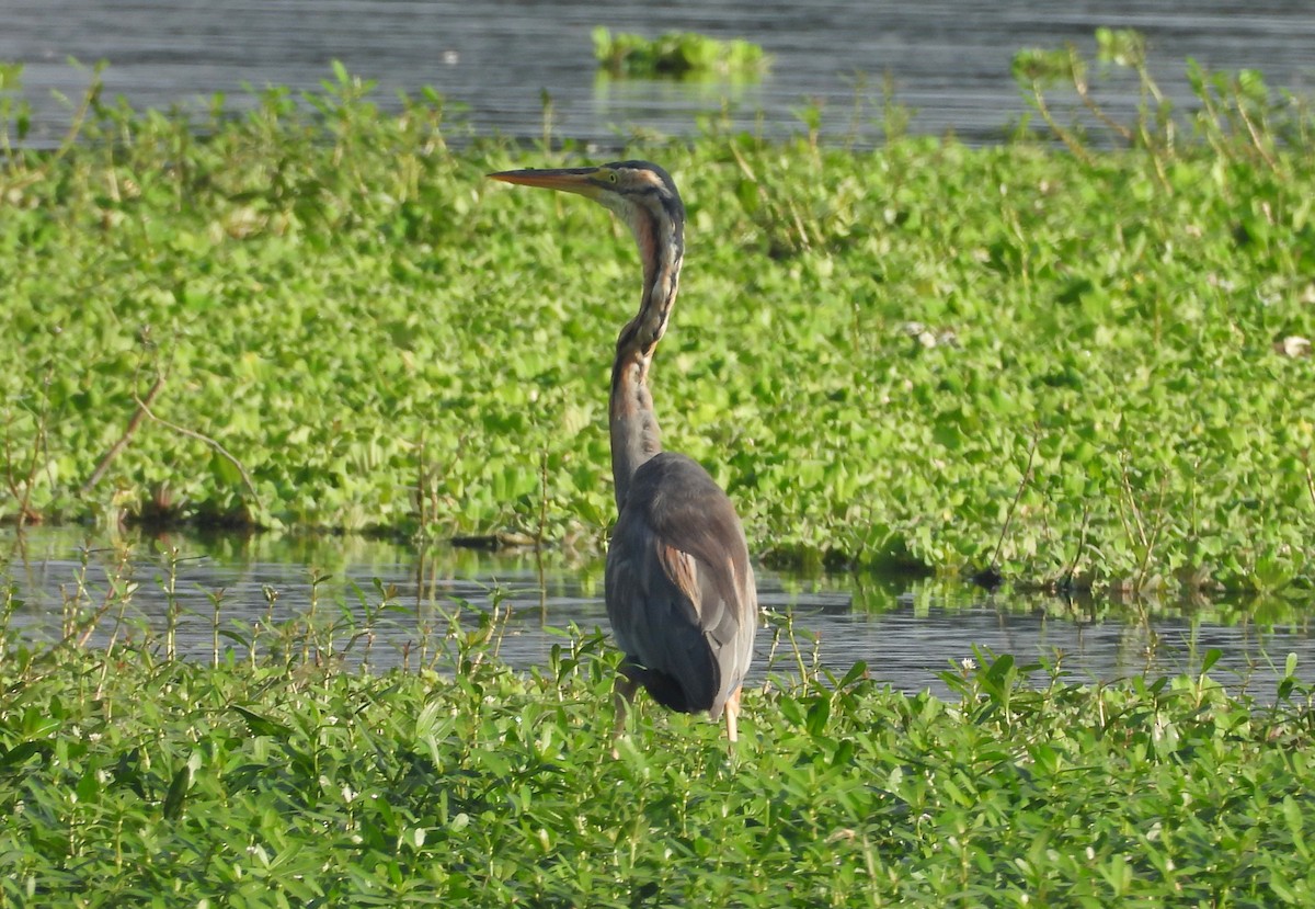 Purple Heron - ML644399199