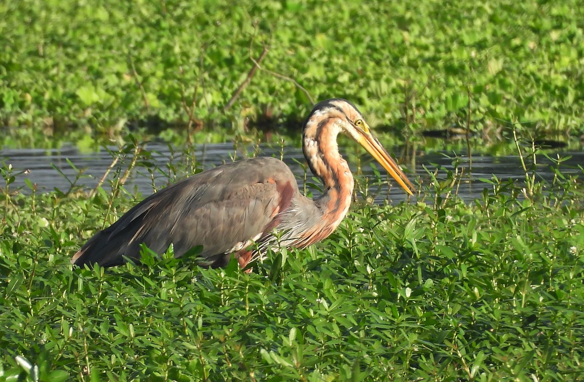 Purple Heron - ML644399200