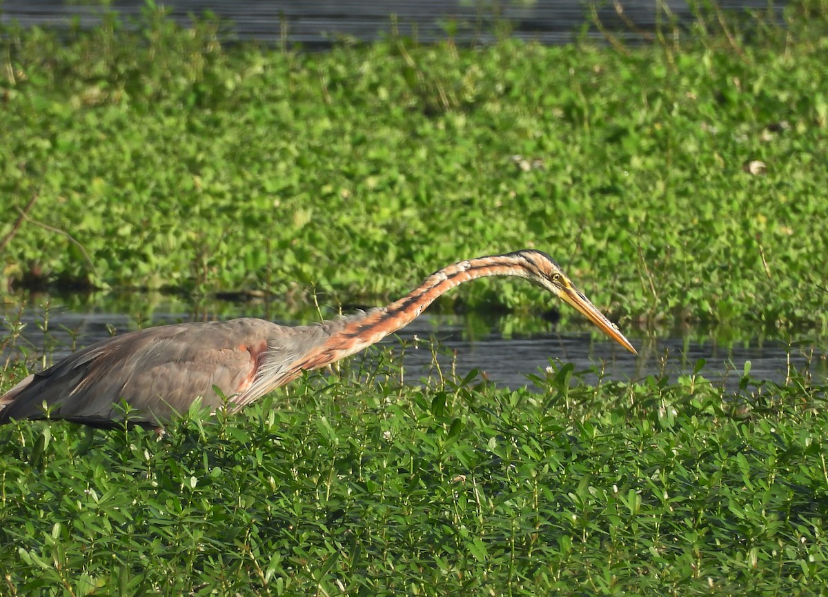 Purple Heron - ML644399201