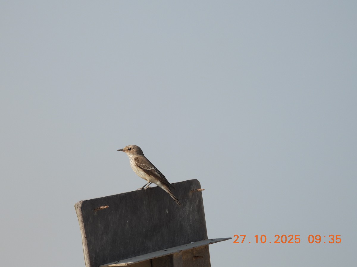 Grauschnäpper - ML644399204