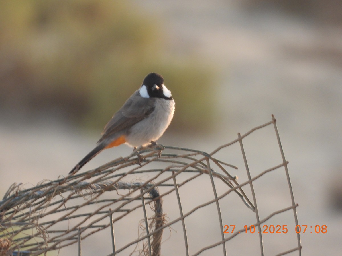 シロミミヒヨドリ - ML644399207