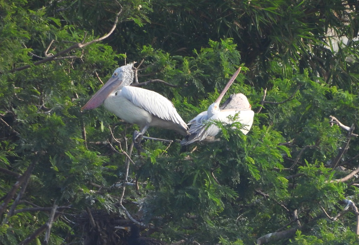 Пестроклювый пеликан - ML644399219