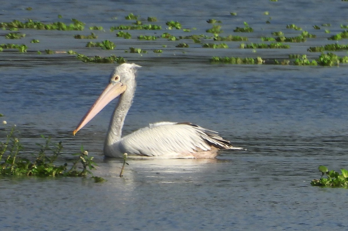 Пестроклювый пеликан - ML644399220