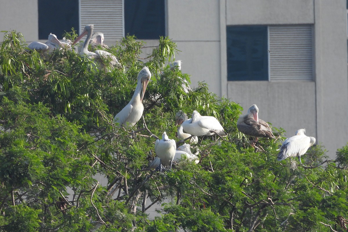 Пестроклювый пеликан - ML644399222