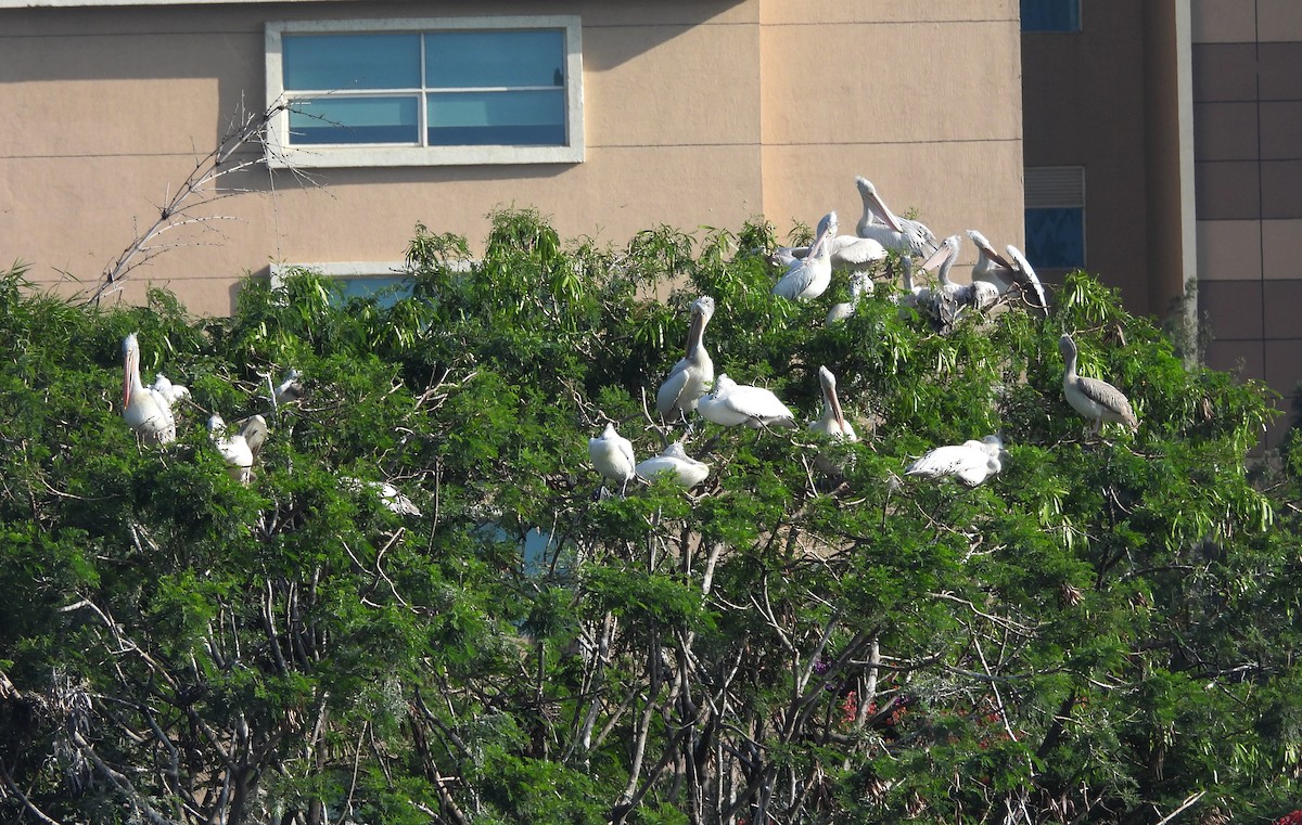 Пестроклювый пеликан - ML644399223