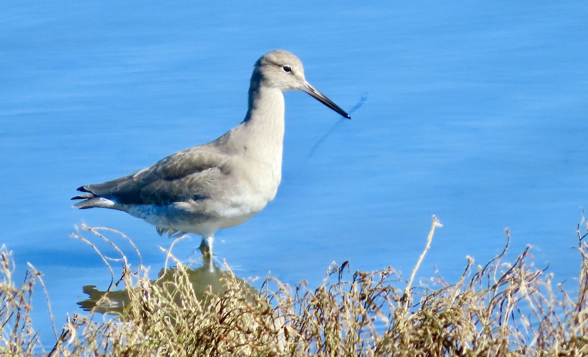 Willet - ML644399233
