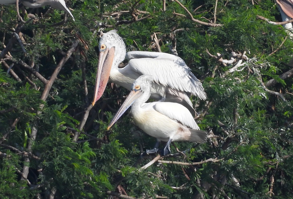 Пестроклювый пеликан - ML644399234