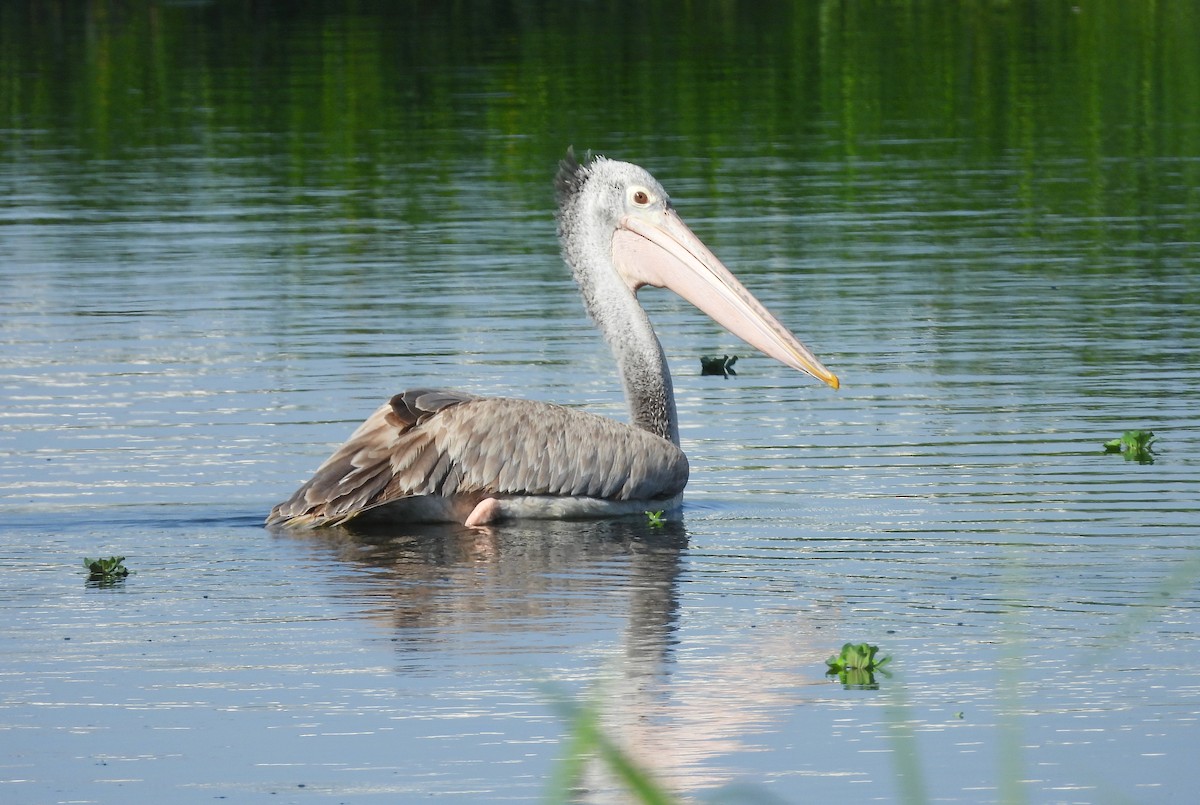 Пестроклювый пеликан - ML644399235