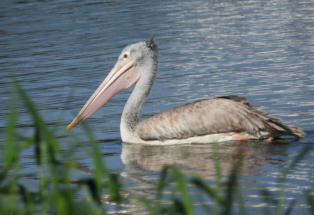 Пестроклювый пеликан - ML644399237