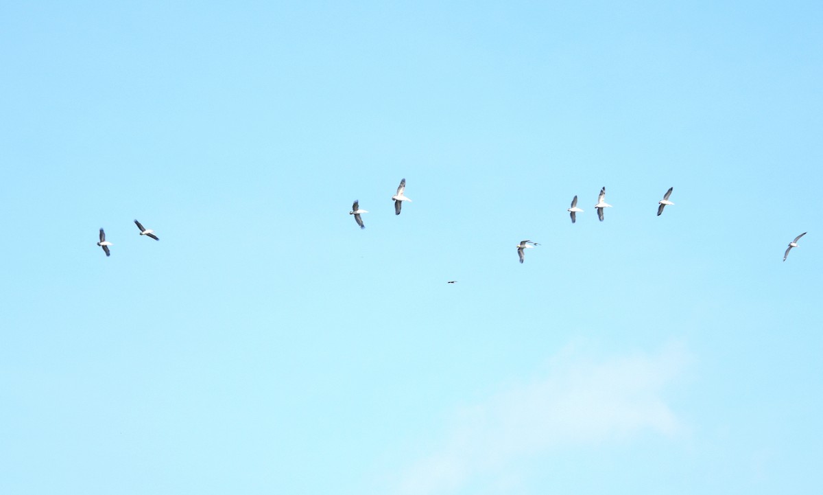 Пестроклювый пеликан - ML644399238