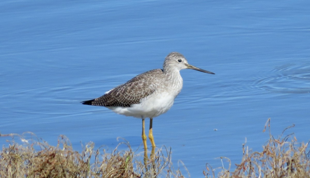 Greater Yellowlegs - ML644399239