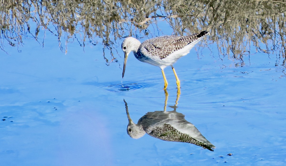 Greater Yellowlegs - ML644399240