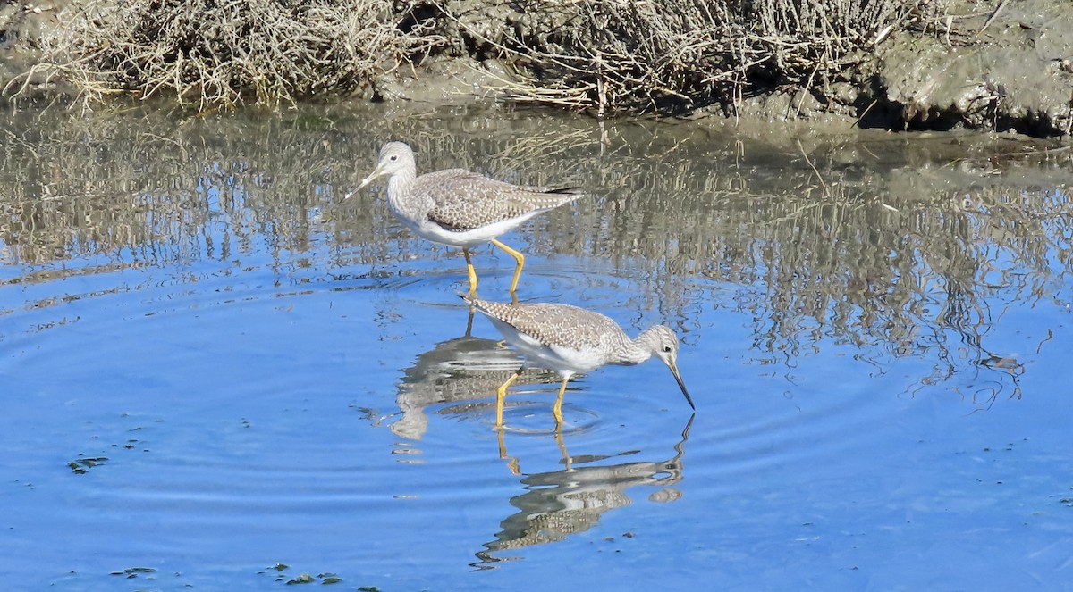 Greater Yellowlegs - ML644399241