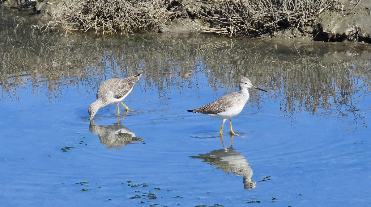 Greater Yellowlegs - ML644399242