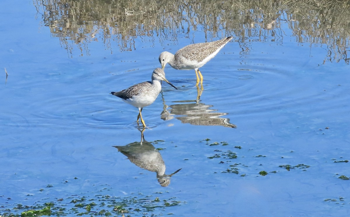 Greater Yellowlegs - ML644399243